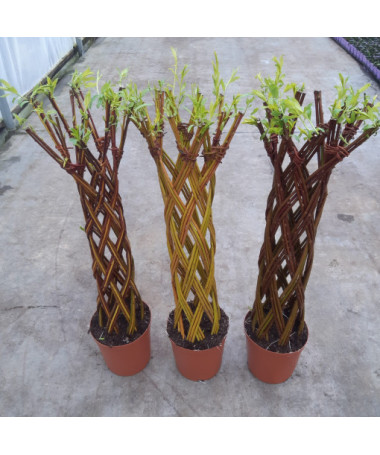 Austušo Krāsaino Vītolu (Salix alba x purpurea) 4L podā