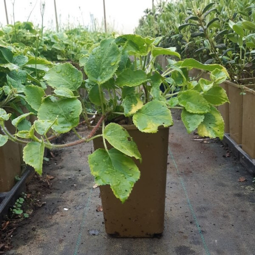 Kāpjošā hortenzija 'Mirranda' P9/C1