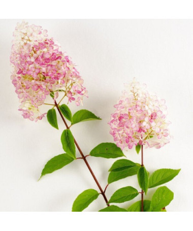 Skārainā hortenzija 'Vanille Fraise' konteinerā, 2L