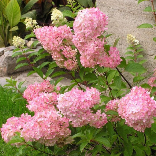Buketveida hortenzija Vanille Frise P9/C1