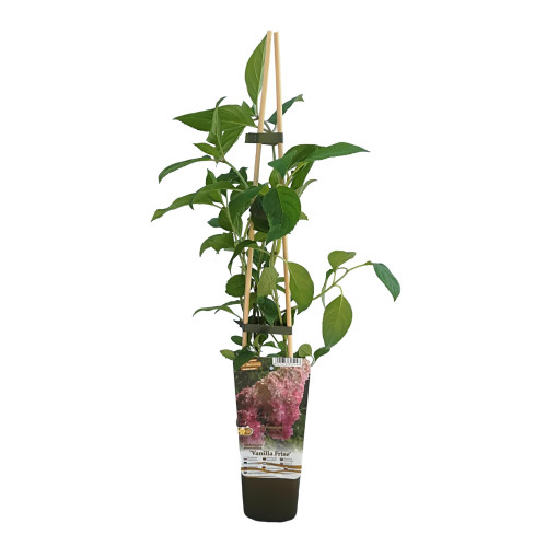 Buketveida hortenzija Vanille Frise P9/C1
