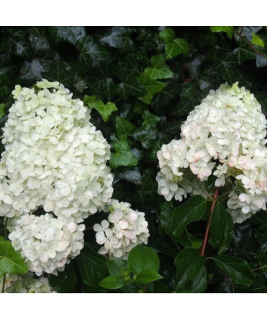 Buketveida hortenzija 'Unique' 2l podā