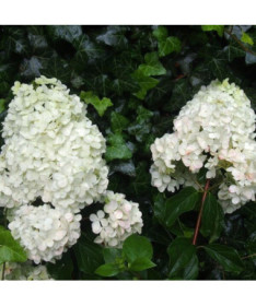 Buketveida hortenzija 'Unique' 2l podā