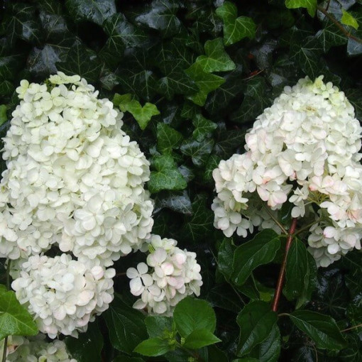 Buketveida hortenzija 'Unique' P9/C1