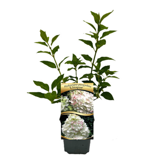 Buketveida hortenzija 'Unique' P9/C1