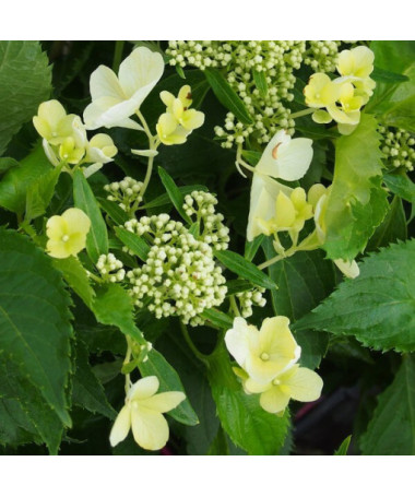 Buketveida hortenzija 'Tardiva' 2l podā