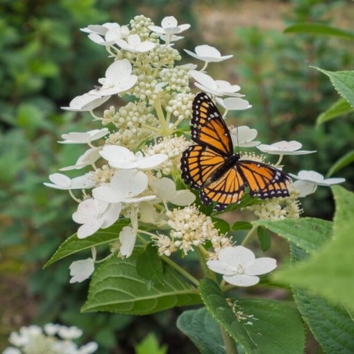 Buketveida hortenzija 'Tardiva' 2l podā