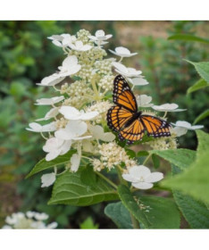 Buketveida hortenzija 'Tardiva' P9/C1
