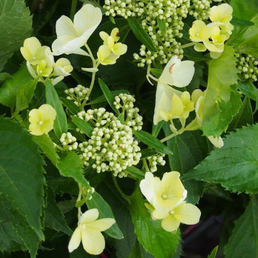 Buketveida hortenzija 'Tardiva' P9/C1