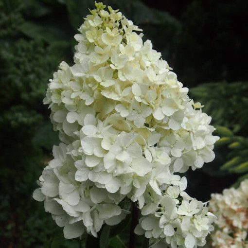 Buketveida hortenzija 'Tardiva' P9/C1