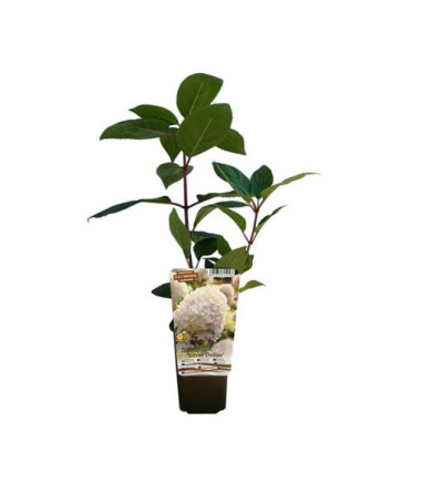 Buketveida hortenzija 'SILVER DOLLAR' 2l podā