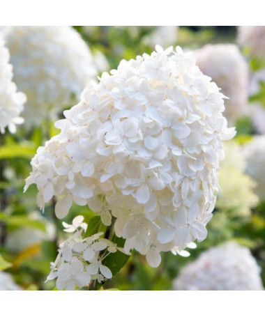 Buketveida hortenzija 'SILVER DOLLAR' P9/C1