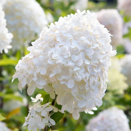 Buketveida hortenzija 'SILVER DOLLAR' P9/C1