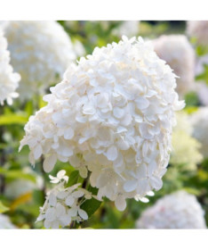 Buketveida hortenzija 'SILVER DOLLAR' P9/C1