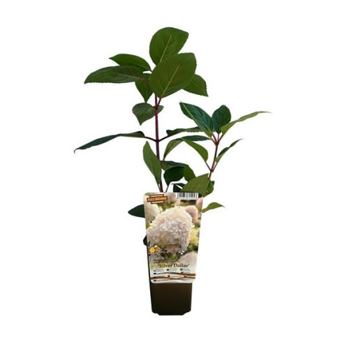 Buketveida hortenzija 'SILVER DOLLAR' P9/C1