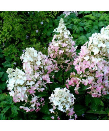 Buketveida hortenzija 'Ruby' syn, Angel's Blush P9/C1