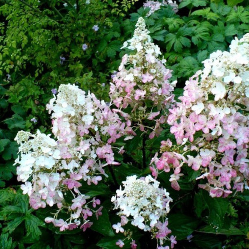 Buketveida hortenzija 'Ruby' syn, Angel's Blush P9/C1