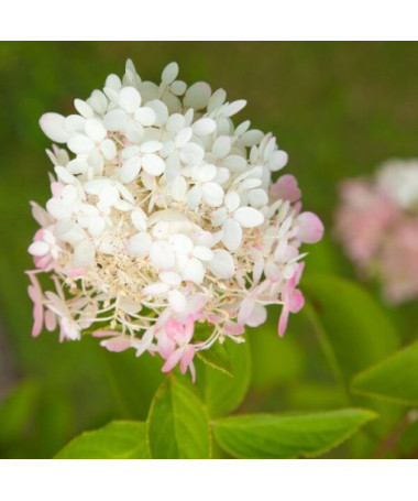 Buketveida hortenzija 'Ruby' syn, Angel's Blush P9/C1