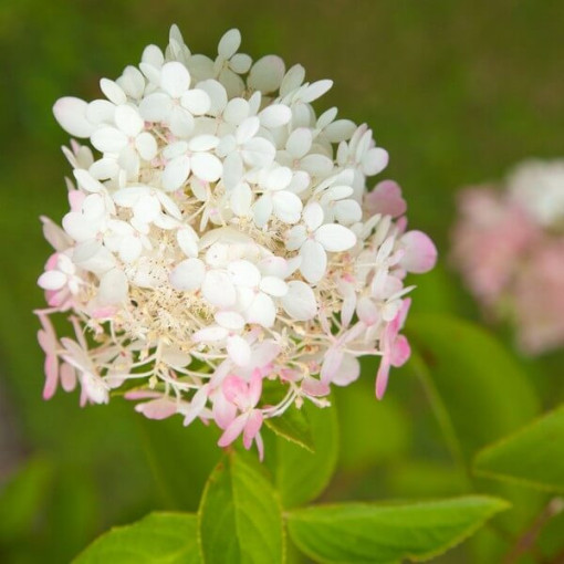 Buketveida hortenzija 'Ruby' syn, Angel's Blush P9/C1