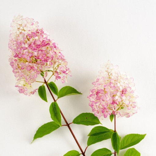 Buketveida hortenzija 'Ruby' syn, Angel's Blush P9/C1