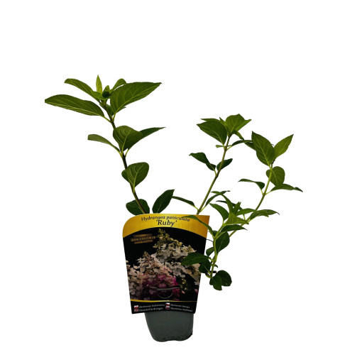 Buketveida hortenzija 'Ruby' syn, Angel's Blush P9/C1