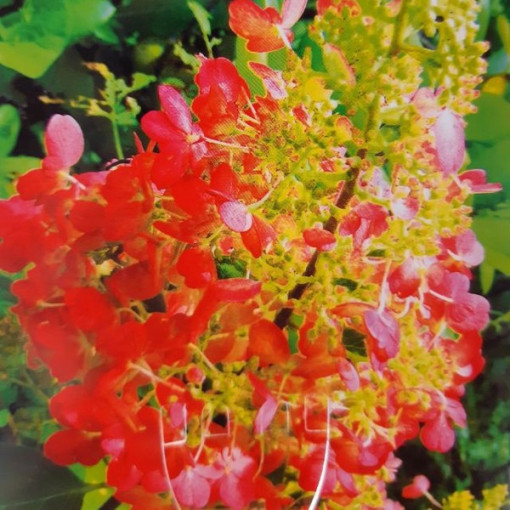 Buketveida hortenzija 'Red Star' P9/C1