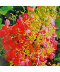 Buketveida hortenzija 'Red Star' P9/C1