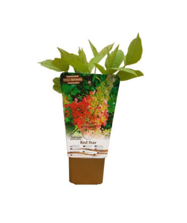 Buketveida hortenzija 'Red Star' P9/C1