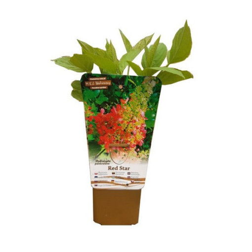 Buketveida hortenzija 'Red Star' P9/C1
