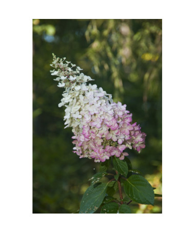 Buketveida hortenzija 'Pink Lady' P9/C1