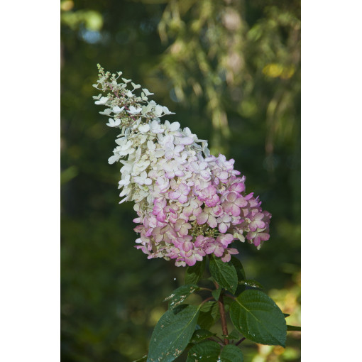 Buketveida hortenzija 'Pink Lady' P9/C1