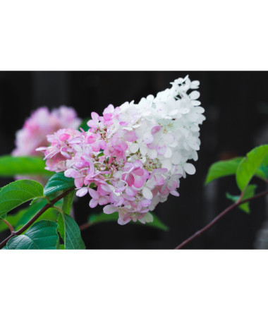 Buketveida hortenzija 'Pink Lady' P9/C1