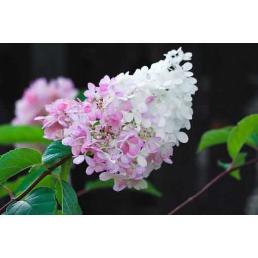 Buketveida hortenzija 'Pink Lady' P9/C1