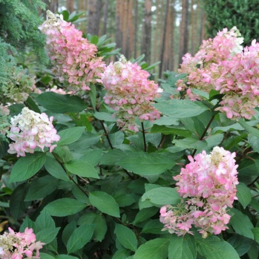 Buketveida hortenzija 'Pink Lady' P9/C1