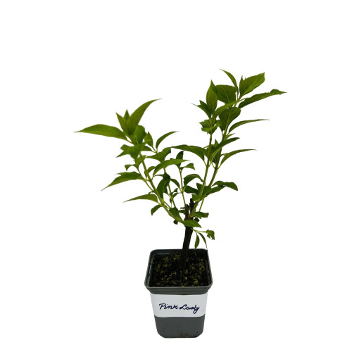 Buketveida hortenzija 'Pink Lady' P9/C1