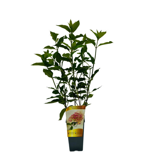 Buketveida hortenzija 'Pink Diamond' 2l podā
