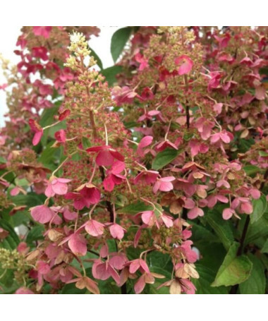 Buketveida hortenzija 'Pink Diamond' P9/C1