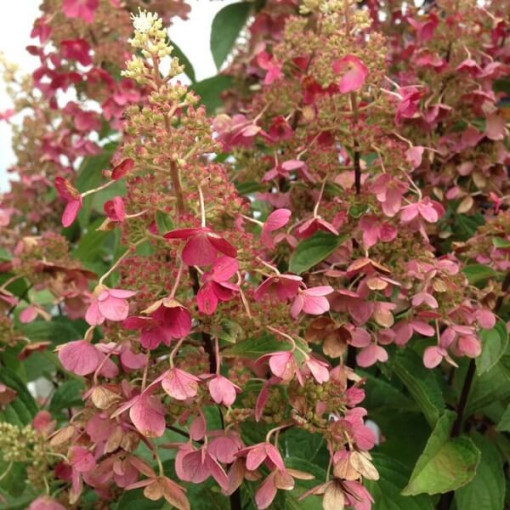 Buketveida hortenzija 'Pink Diamond' P9/C1