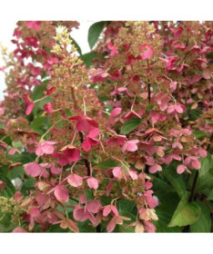 Buketveida hortenzija 'Pink Diamond' P9/C1