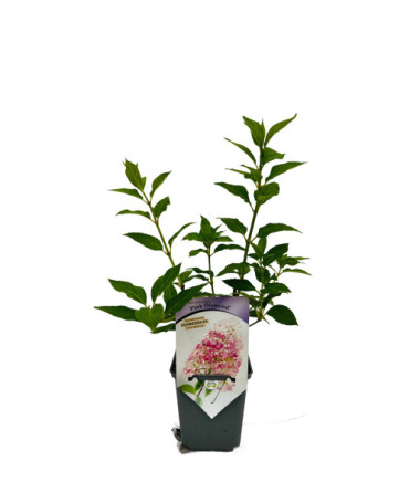 Buketveida hortenzija 'Pink Diamond' P9/C1