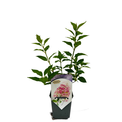 Buketveida hortenzija 'Pink Diamond' P9/C1