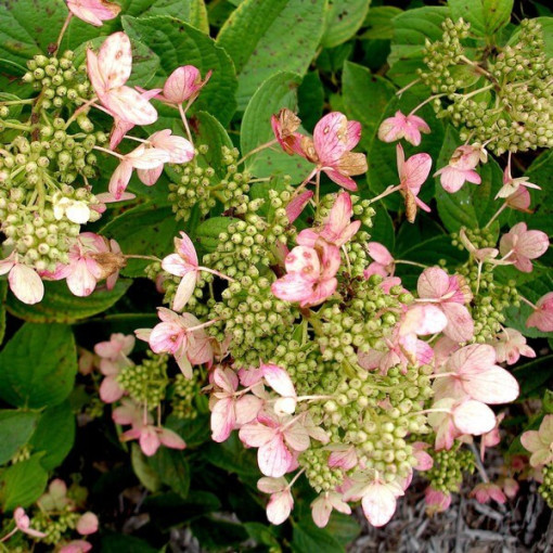 Buketveida hortenzija 'Pink Diamond' P9/C1