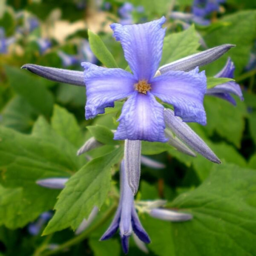 5 gabali komplekts - Clematis P9/C1 podos