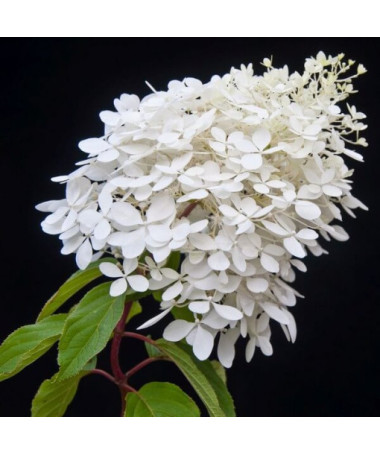 Buketveida hortenzija 'Grandiflora' 2l podā