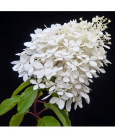 Buketveida hortenzija 'Grandiflora' 2l podā