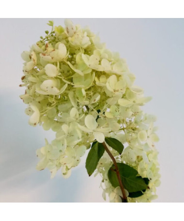 Buketveida hortenzija 'Grandiflora' 2l podā