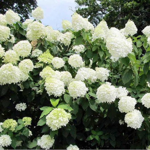 Buketveida hortenzija 'Grandiflora' 2l podā