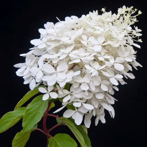Buketveida hortenzija 'Grandiflora' P9/C1