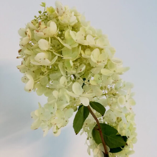 Buketveida hortenzija 'Grandiflora' P9/C1