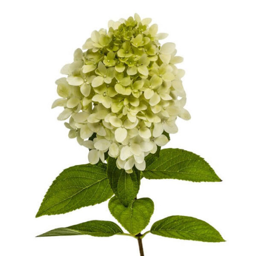 Buketveida hortenzija 'Grandiflora' P9/C1